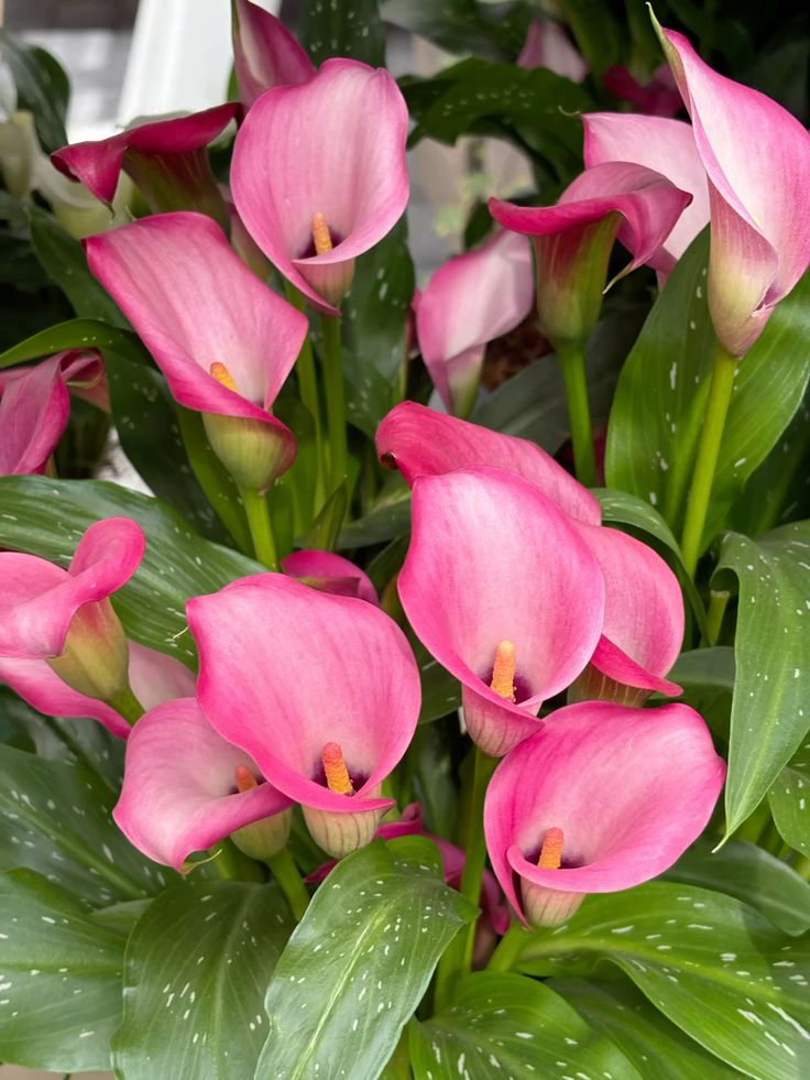 Calla